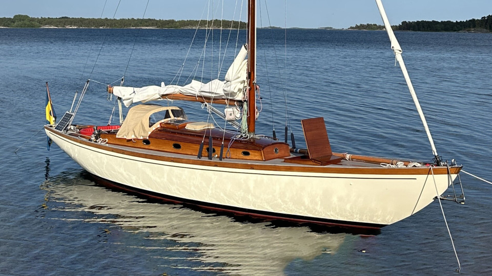 Velella
